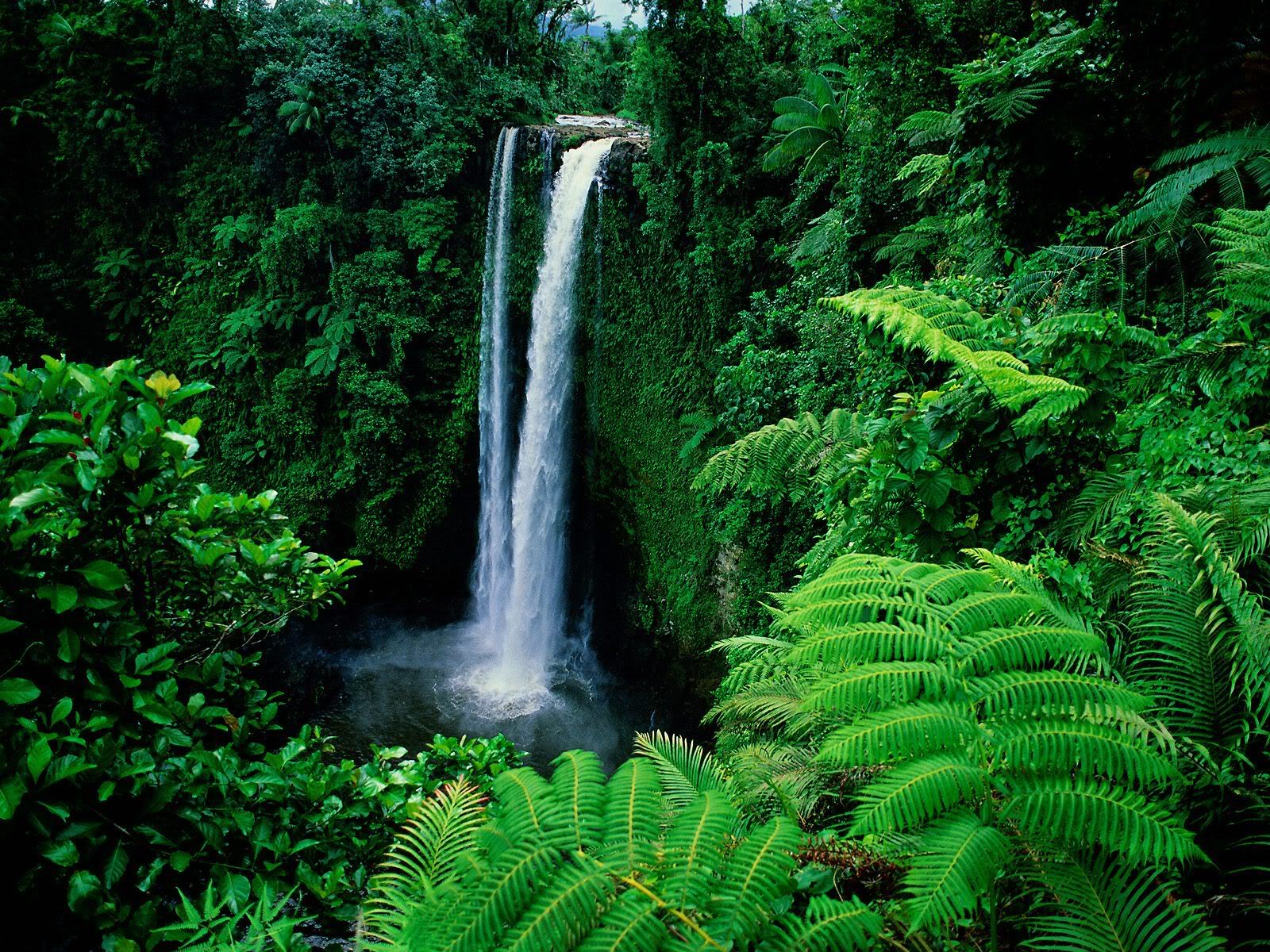 CC BY-NC-ND 4.0 image/jpeg Resolution: 1600x1200, File size: 545Kb, Beautiful Waterfall on green rock in rainforest