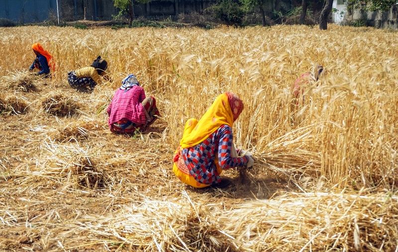 Women labourers harvesting the wheat crops from the field