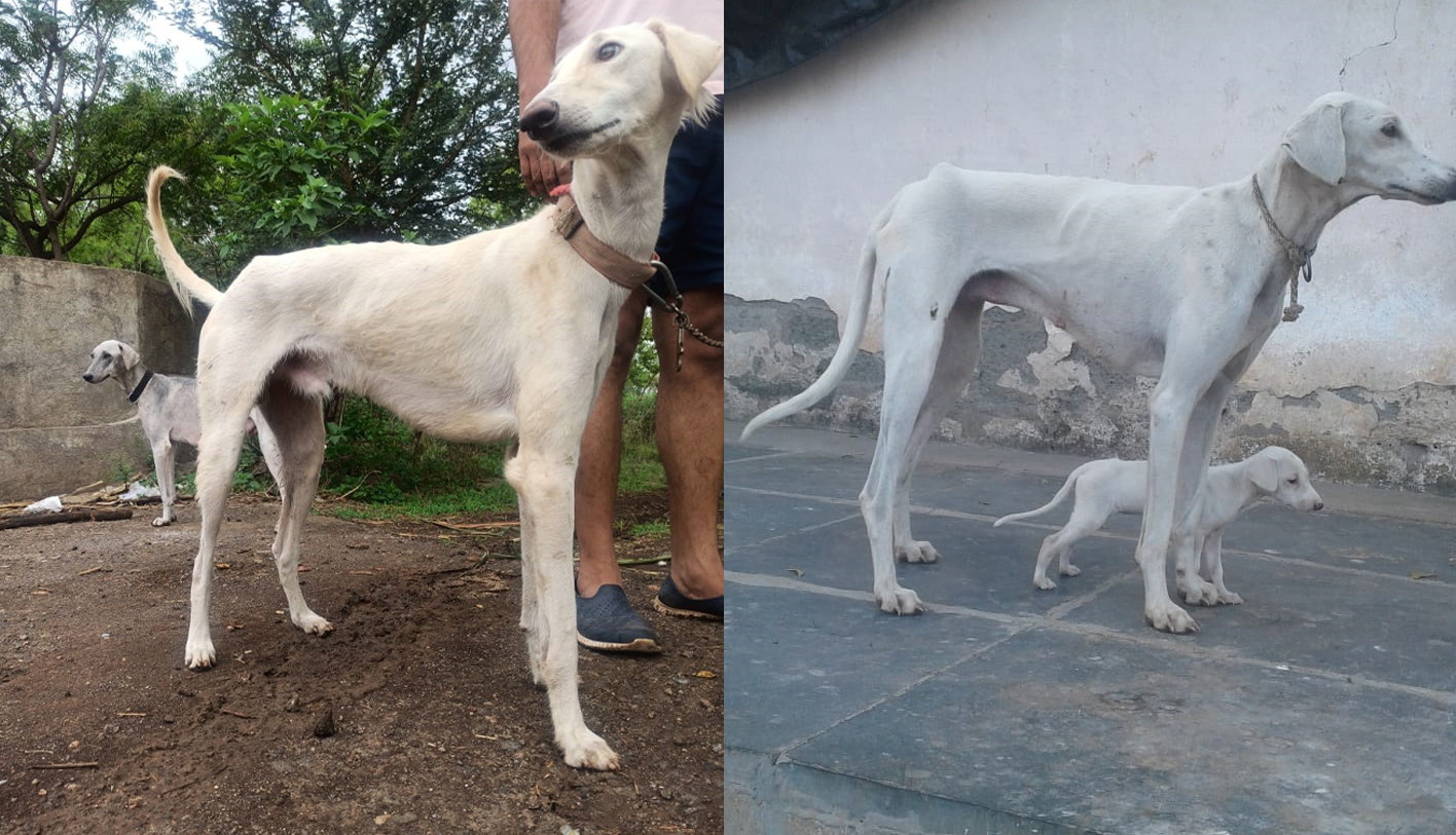 5 Dib Mudhol Hound PM dogs edited
