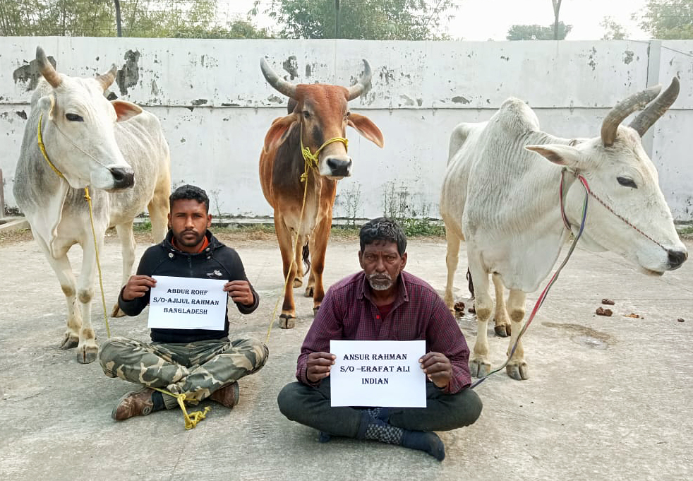 Troops of the BSF 72 Battalion apprehended a Bangladeshi national and an Indian national for illegally smuggling cattle from India to Bangladesh