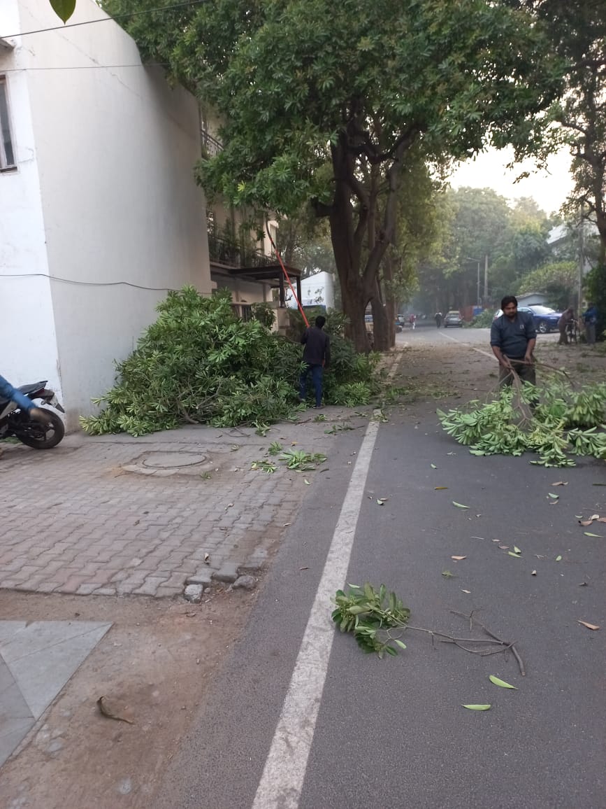 Vasant Vihar residents move NGT against ‘pruning’ of trees by Welfare Association