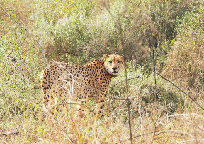 male cheetah, Pavan, has been released in Kuno National Park’s Nayagaon area
