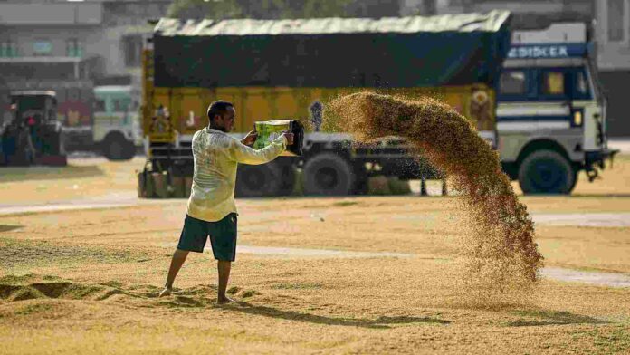 A farmer spreads out wet rice grain to dry under the sun, at a grain market in Jalandhar on Tuesday. ANI A farmer spreads out wet rice grain to dry under the sun, at a grain market in Jalandhar on Tuesday. ANI