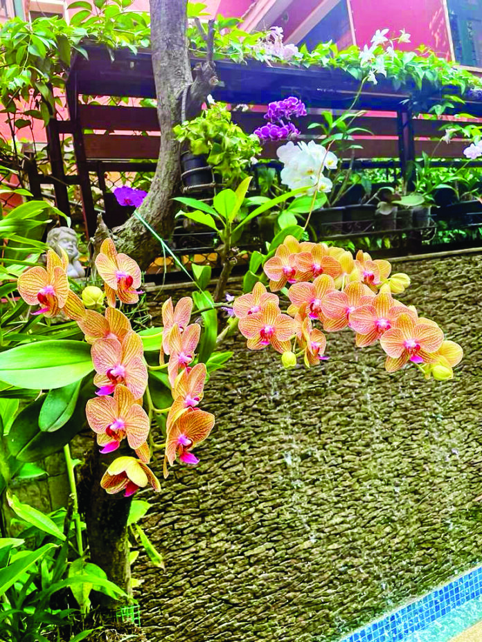 Maryann Simon’s orchid in her garden.