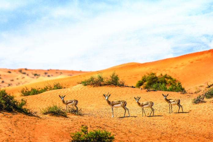 Ras Al khaimah al wadi desert