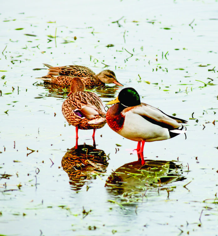A 31 December 2024 photo of migratory birds at Chatlam Wetland on a cold winter morning, in Pulwama, Jammu and Kashmir. ANI A 31 December 2024 photo of migratory birds at Chatlam Wetland on a cold winter morning, in Pulwama, Jammu and Kashmir. ANI