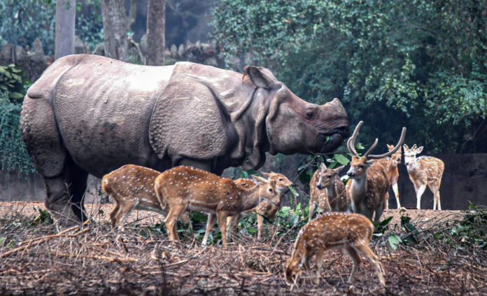 The single-horned Indian rhino is the mascot of endocrine surgery worldwide. African rhino has two horns. The single-horned Indian rhino is the mascot of endocrine surgery worldwide. African rhino has two horns.