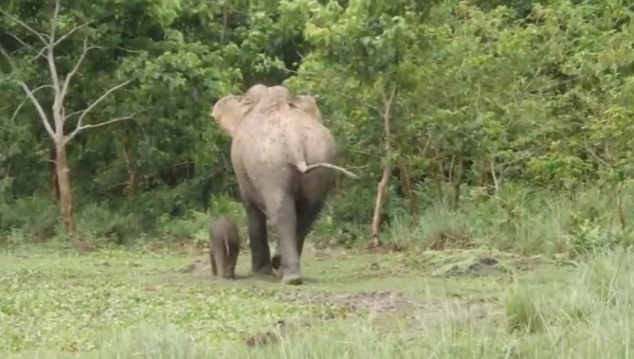 Back to Mom's Side: Two-Month-Old Elephant Calf Reunited with Mother in Kaziranga