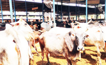 Stray cattle surge overwhelms Haryana’s gaushalas