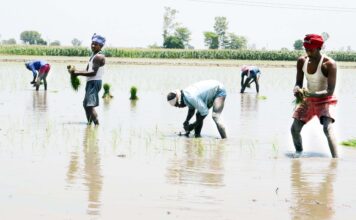 Paddy cultivation surges in Punjab and Haryana