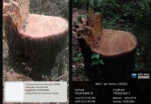 Unabated Loot of Forest Trees in JV Forest Division Sparks Environmental Concern Unabated Loot of Forest Trees in JV Forest Division