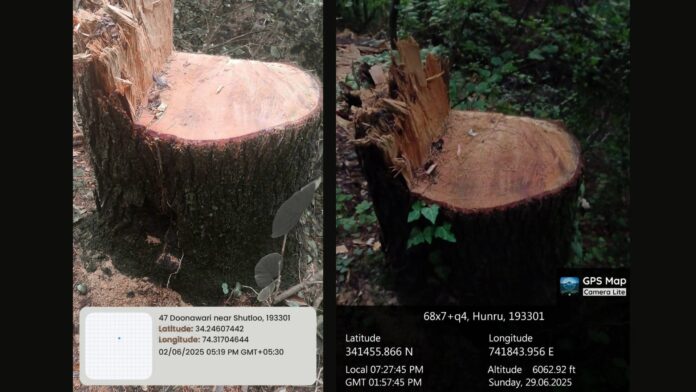 Unabated Loot of Forest Trees in JV Forest Division